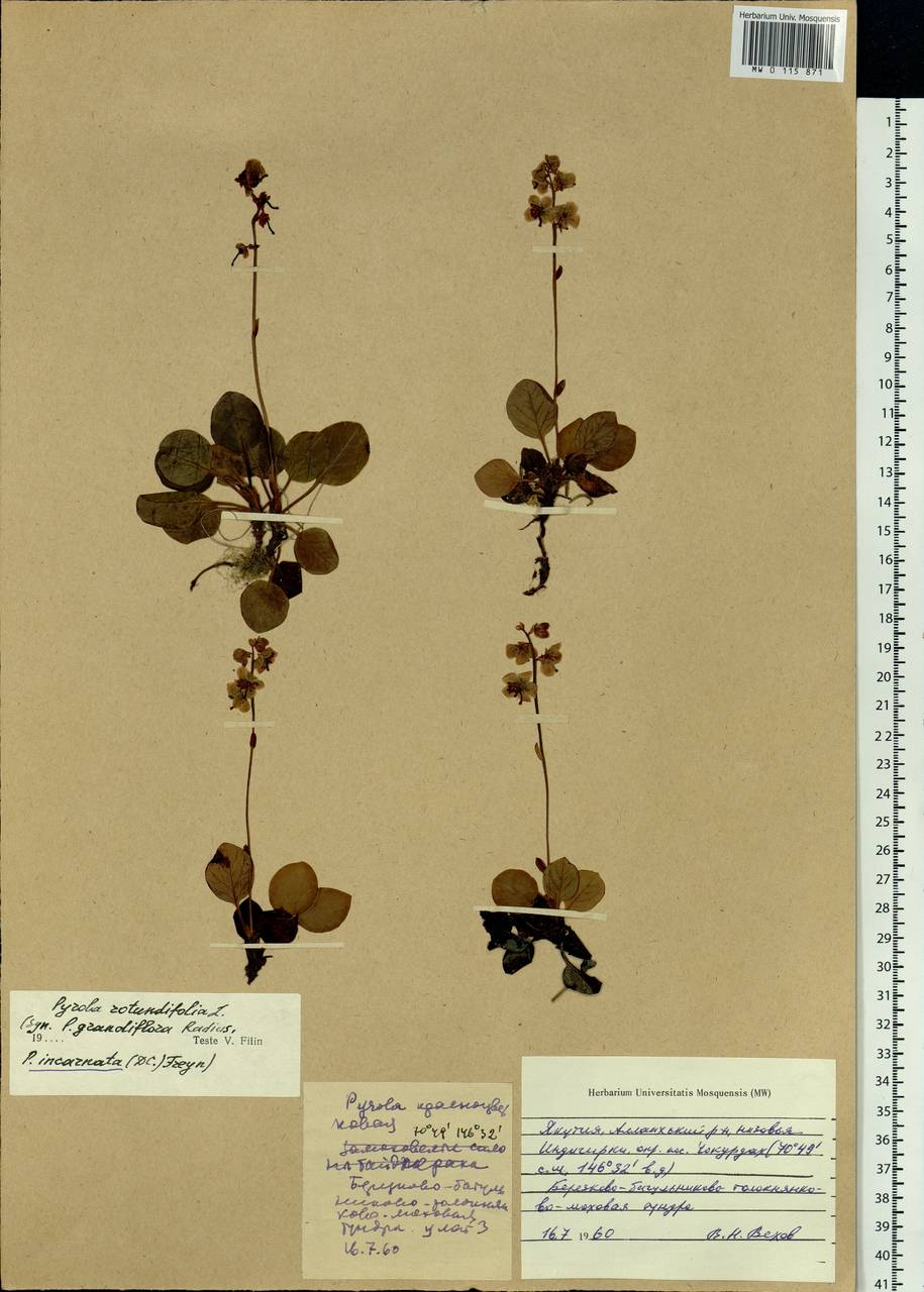 Pyrola asarifolia subsp. incarnata (DC.) A. E. Murray, Сибирь, Якутия (S5) (Россия)