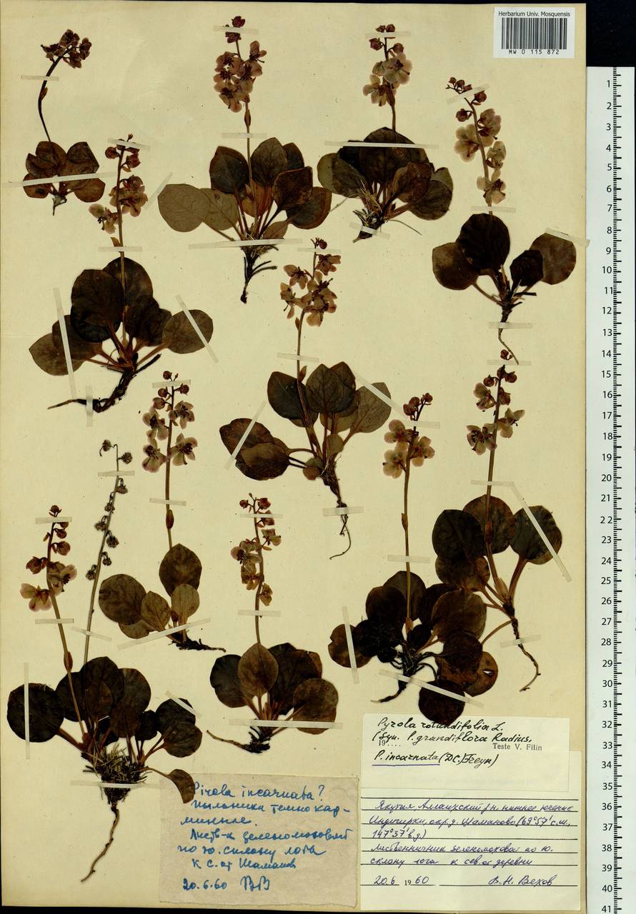 Pyrola asarifolia subsp. incarnata (DC.) A. E. Murray, Сибирь, Якутия (S5) (Россия)
