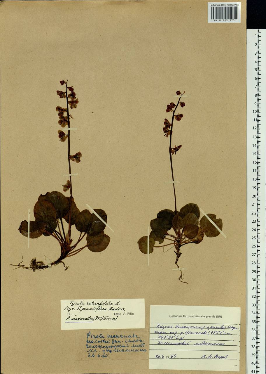 Pyrola asarifolia subsp. incarnata (DC.) A. E. Murray, Сибирь, Якутия (S5) (Россия)