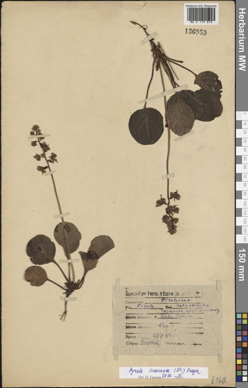 Pyrola asarifolia subsp. incarnata (DC.) A. E. Murray, Сибирь, Прибайкалье и Забайкалье (S4) (Россия)