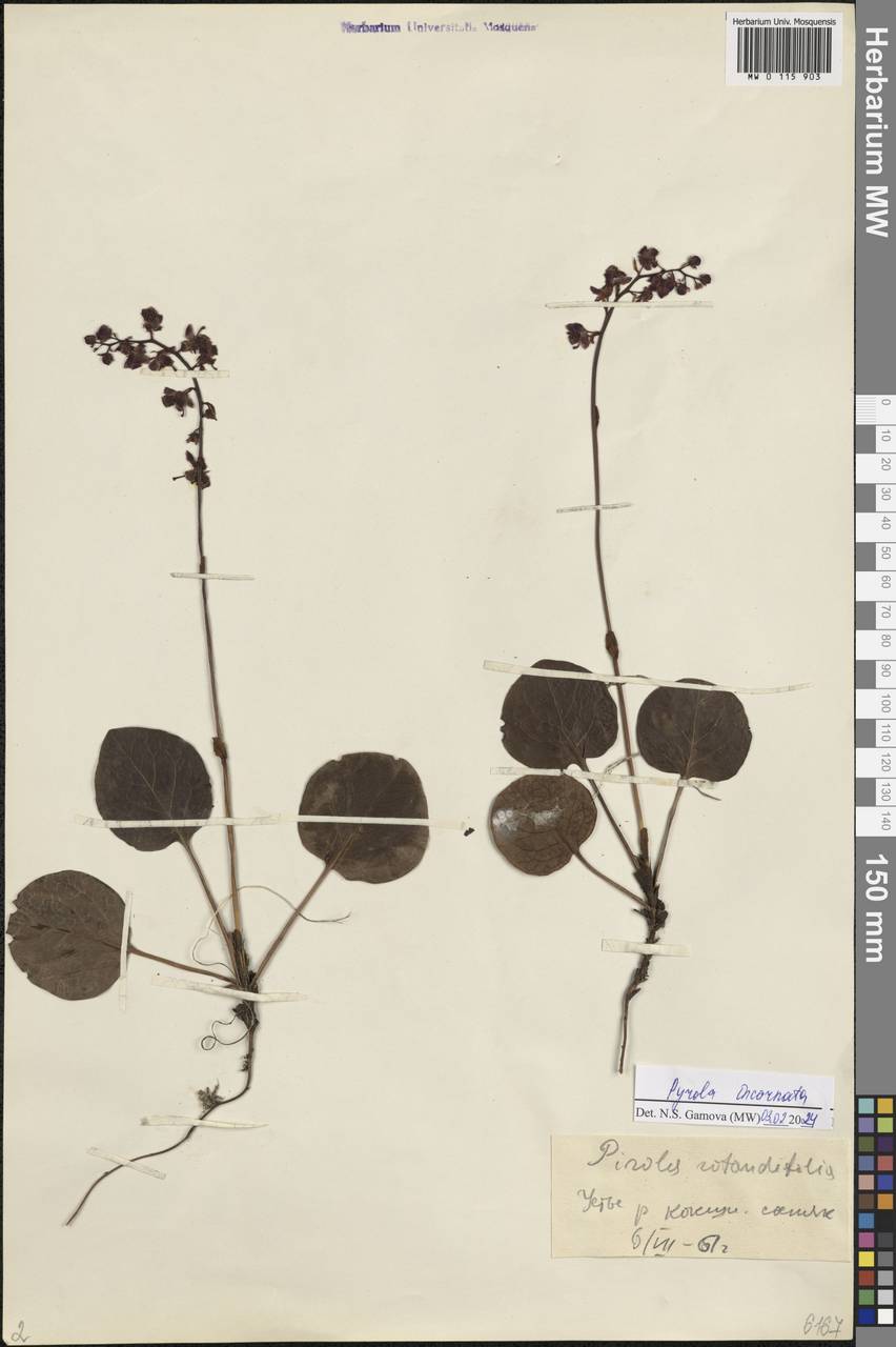 Pyrola asarifolia subsp. incarnata (DC.) A. E. Murray, Сибирь, Алтай и Саяны (S2) (Россия)