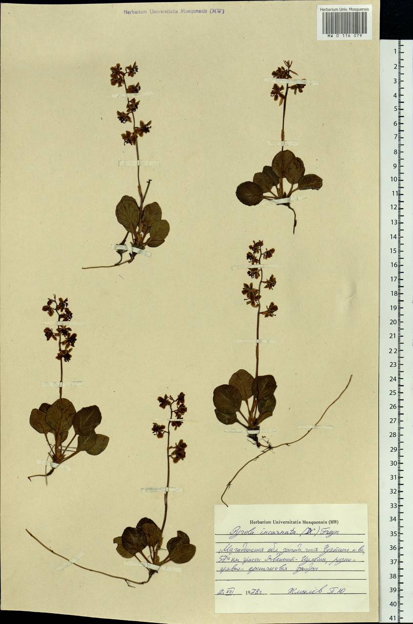 Pyrola asarifolia subsp. incarnata (DC.) A. E. Murray, Сибирь, Чукотка и Камчатка (S7) (Россия)