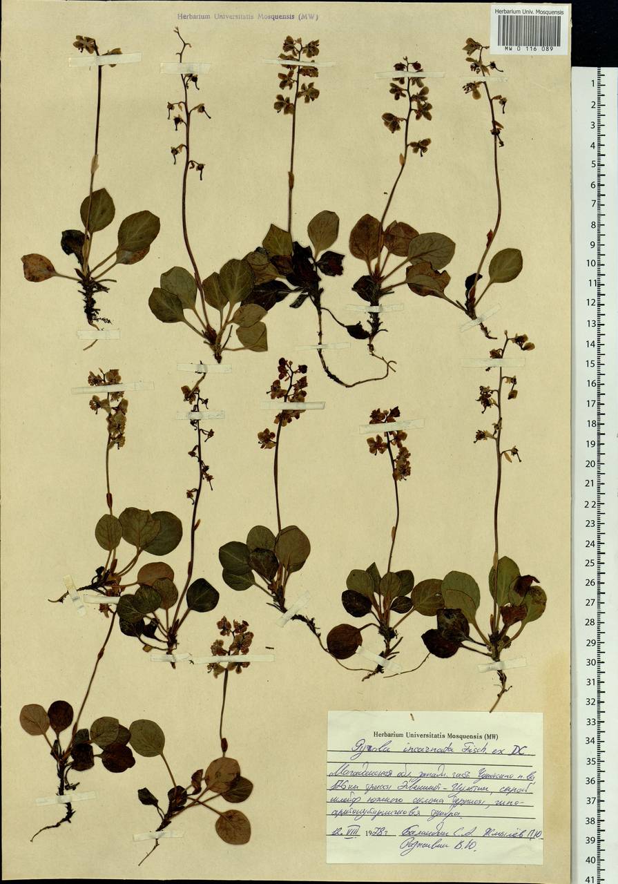 Pyrola asarifolia subsp. incarnata (DC.) A. E. Murray, Сибирь, Чукотка и Камчатка (S7) (Россия)