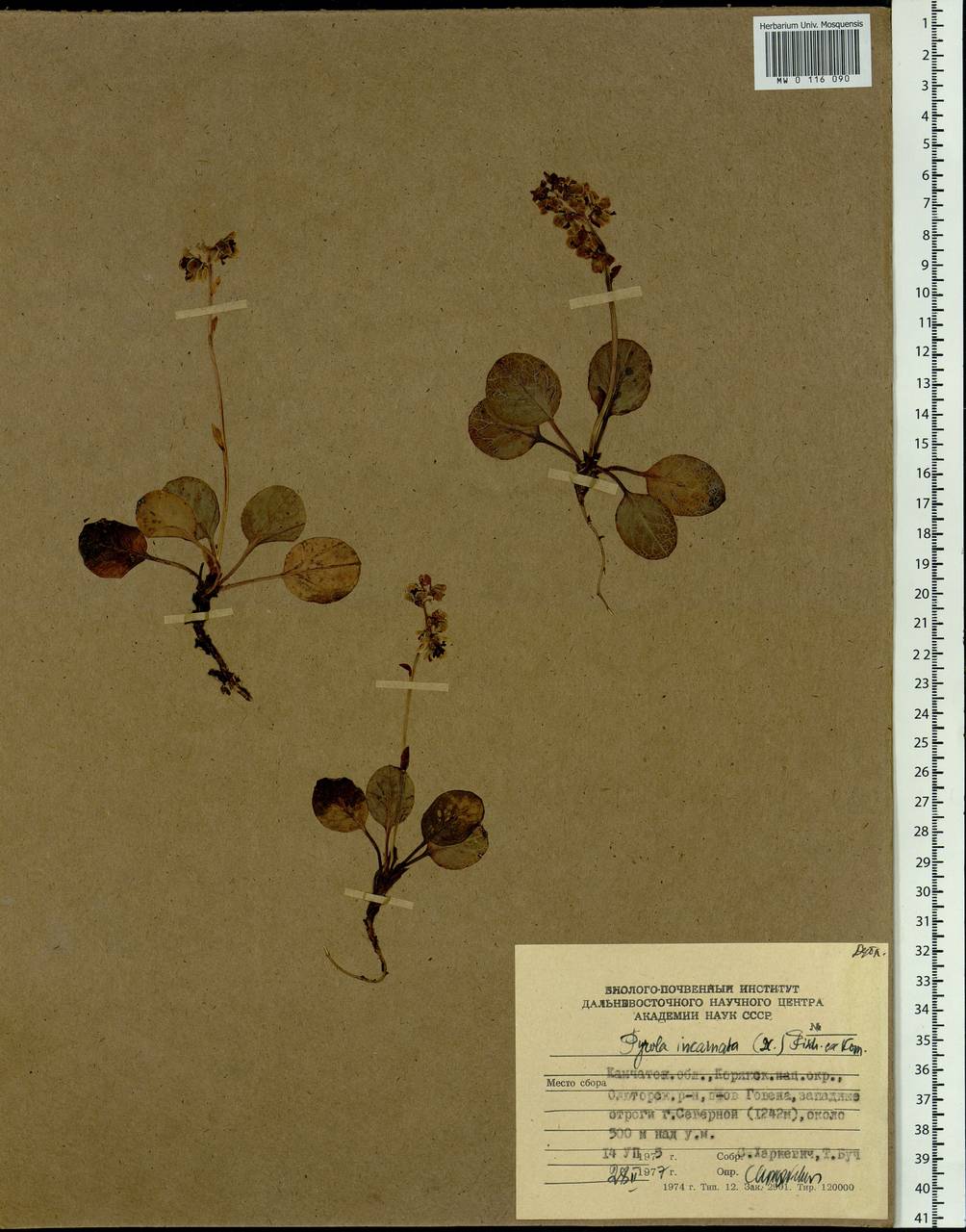 Pyrola asarifolia subsp. incarnata (DC.) A. E. Murray, Сибирь, Чукотка и Камчатка (S7) (Россия)