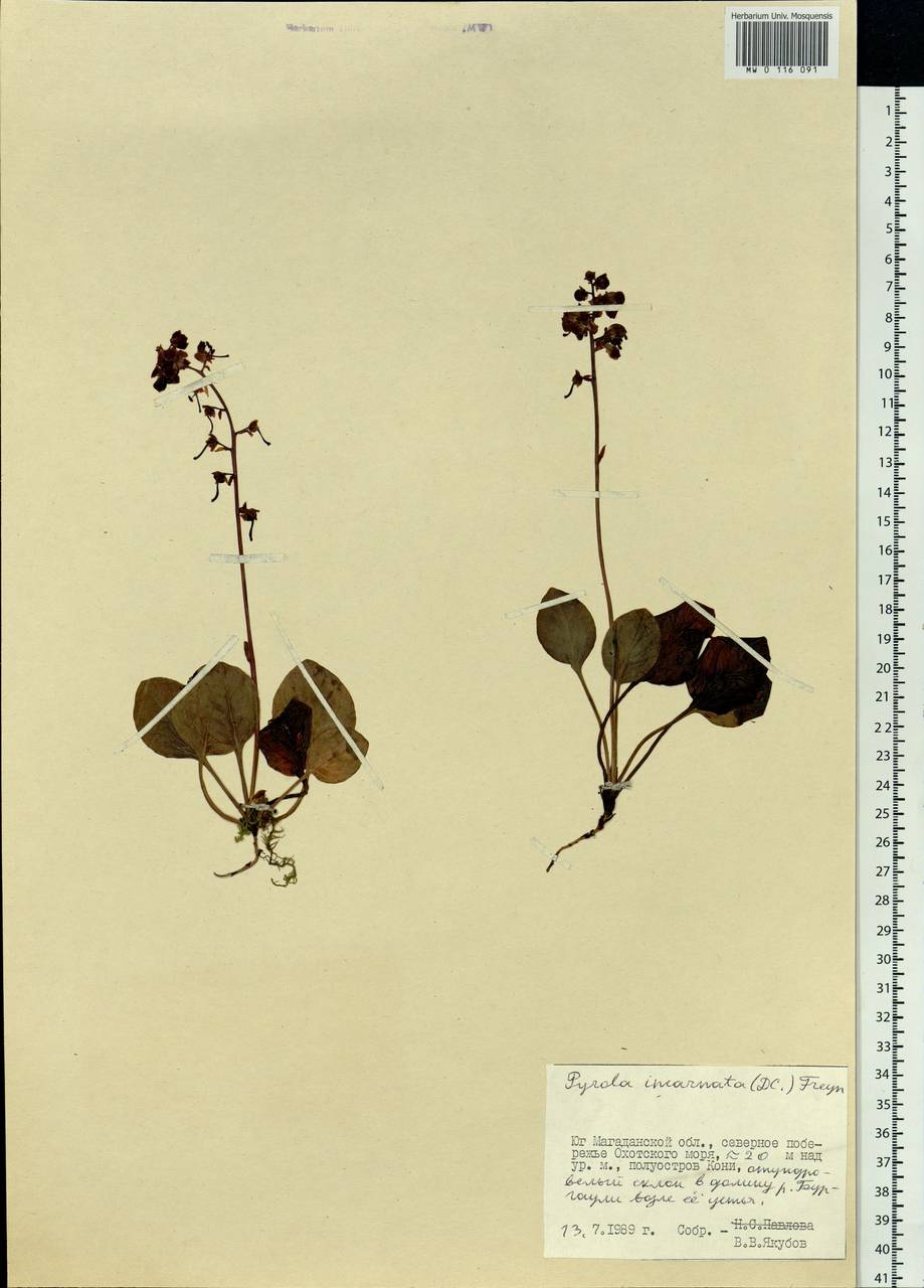 Pyrola asarifolia subsp. incarnata (DC.) A. E. Murray, Сибирь, Чукотка и Камчатка (S7) (Россия)