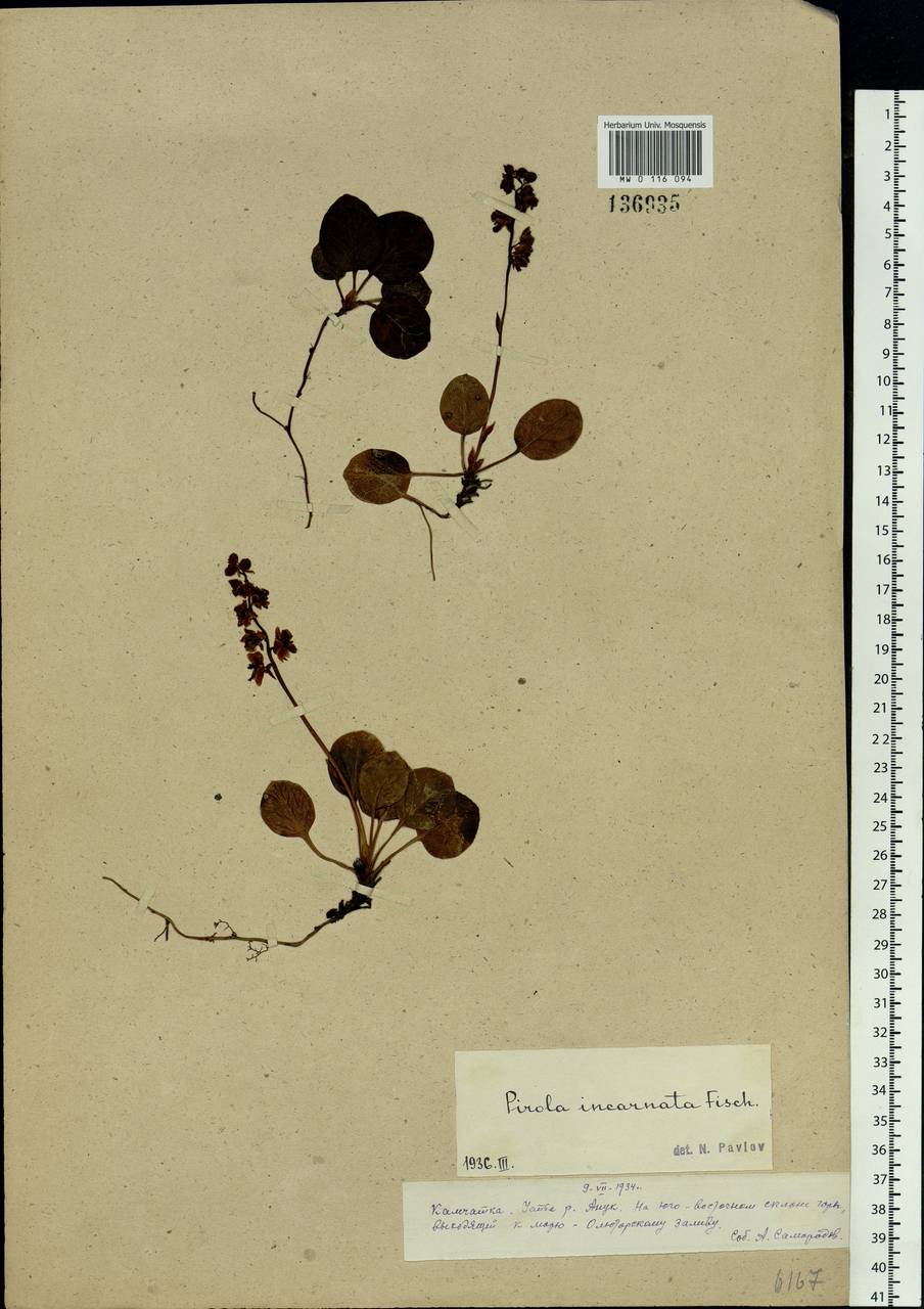 Pyrola asarifolia subsp. incarnata (DC.) A. E. Murray, Сибирь, Чукотка и Камчатка (S7) (Россия)