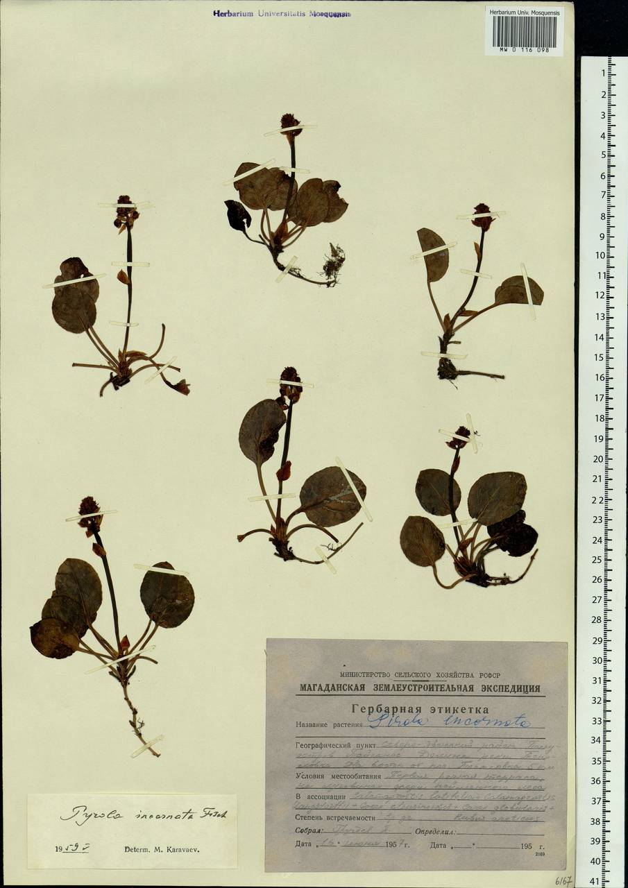 Pyrola asarifolia subsp. incarnata (DC.) A. E. Murray, Сибирь, Чукотка и Камчатка (S7) (Россия)