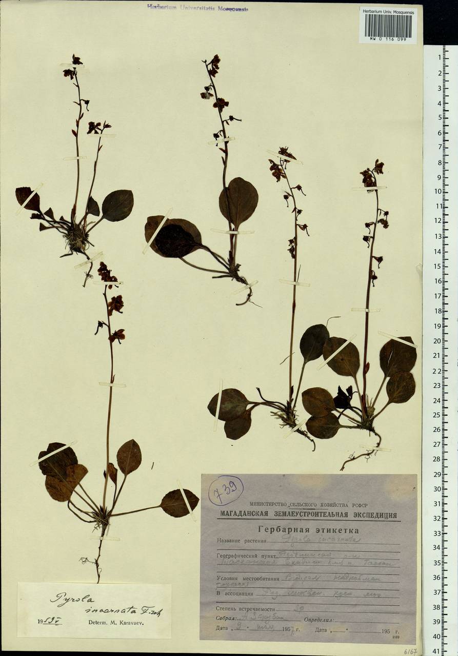 Pyrola asarifolia subsp. incarnata (DC.) A. E. Murray, Сибирь, Чукотка и Камчатка (S7) (Россия)
