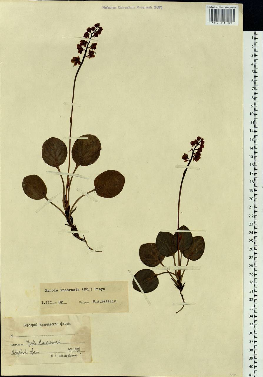 Pyrola asarifolia subsp. incarnata (DC.) A. E. Murray, Сибирь, Чукотка и Камчатка (S7) (Россия)