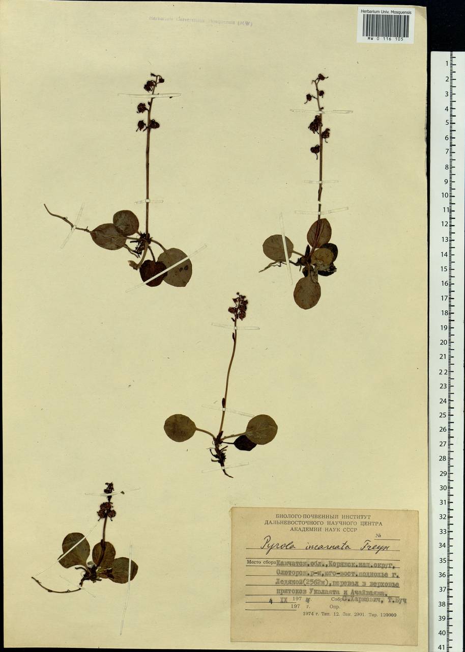 Pyrola asarifolia subsp. incarnata (DC.) A. E. Murray, Сибирь, Чукотка и Камчатка (S7) (Россия)