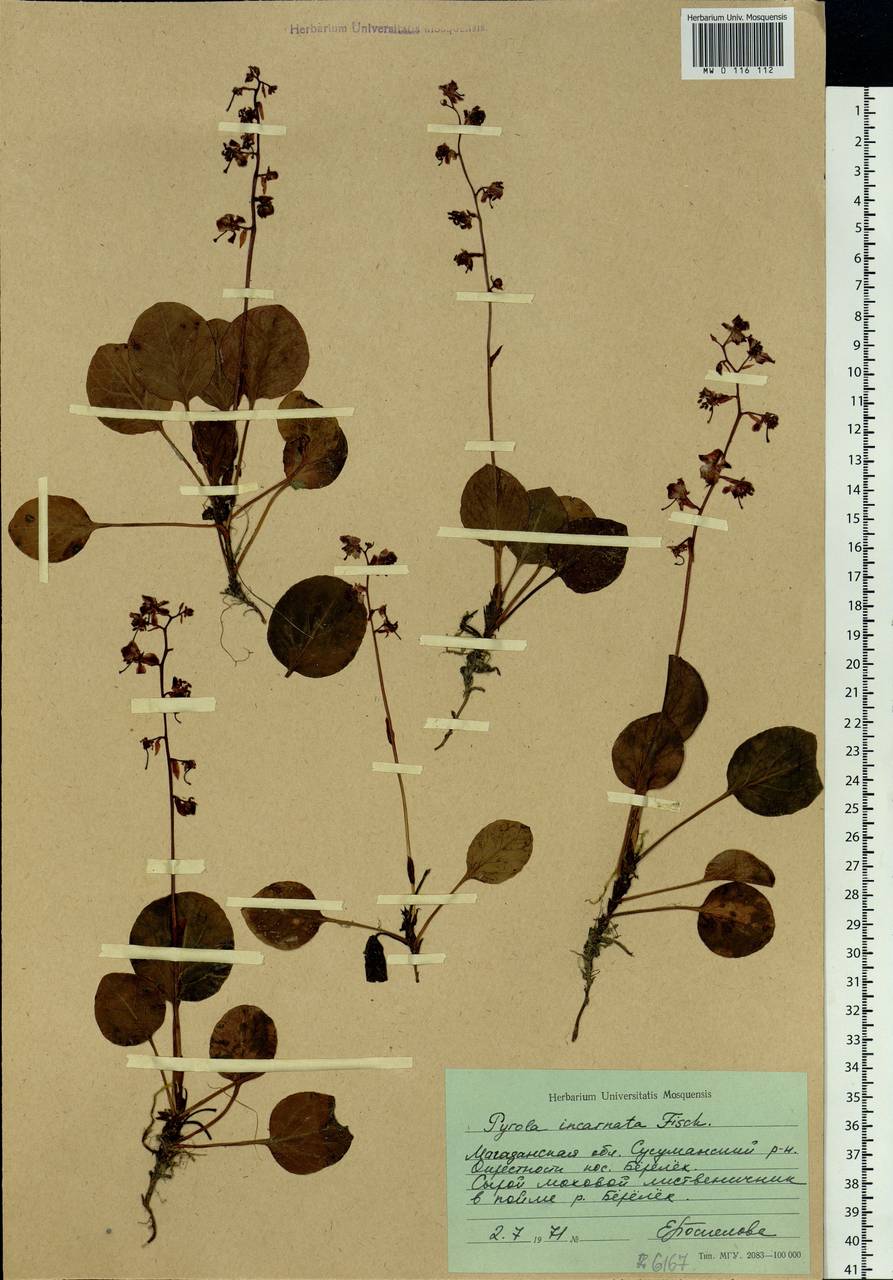 Pyrola asarifolia subsp. incarnata (DC.) A. E. Murray, Сибирь, Чукотка и Камчатка (S7) (Россия)