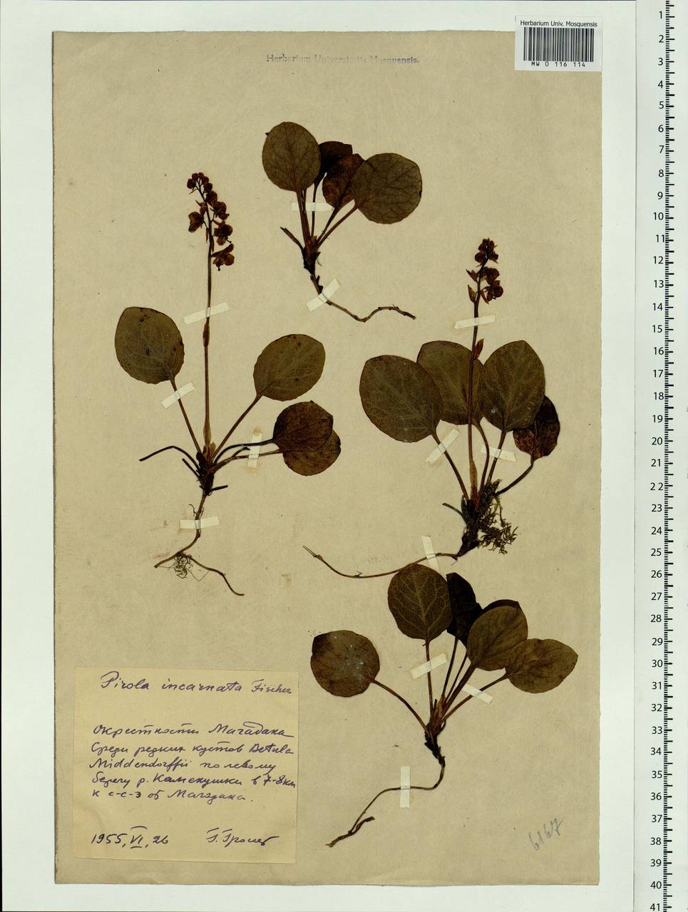 Pyrola asarifolia subsp. incarnata (DC.) A. E. Murray, Сибирь, Чукотка и Камчатка (S7) (Россия)