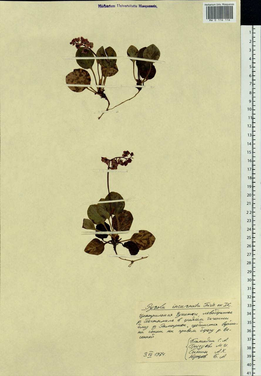 Pyrola asarifolia subsp. incarnata (DC.) A. E. Murray, Сибирь, Чукотка и Камчатка (S7) (Россия)