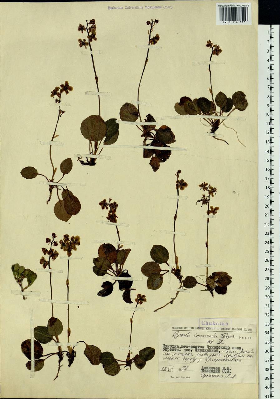 Pyrola asarifolia subsp. incarnata (DC.) A. E. Murray, Сибирь, Чукотка и Камчатка (S7) (Россия)