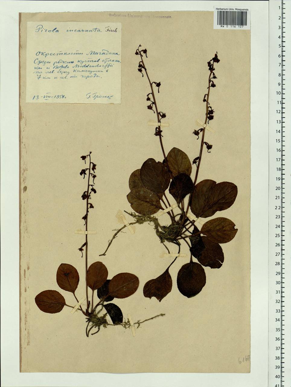 Pyrola asarifolia subsp. incarnata (DC.) A. E. Murray, Сибирь, Чукотка и Камчатка (S7) (Россия)