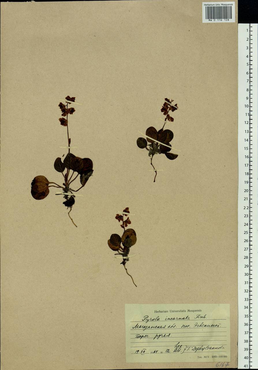 Pyrola asarifolia subsp. incarnata (DC.) A. E. Murray, Сибирь, Чукотка и Камчатка (S7) (Россия)