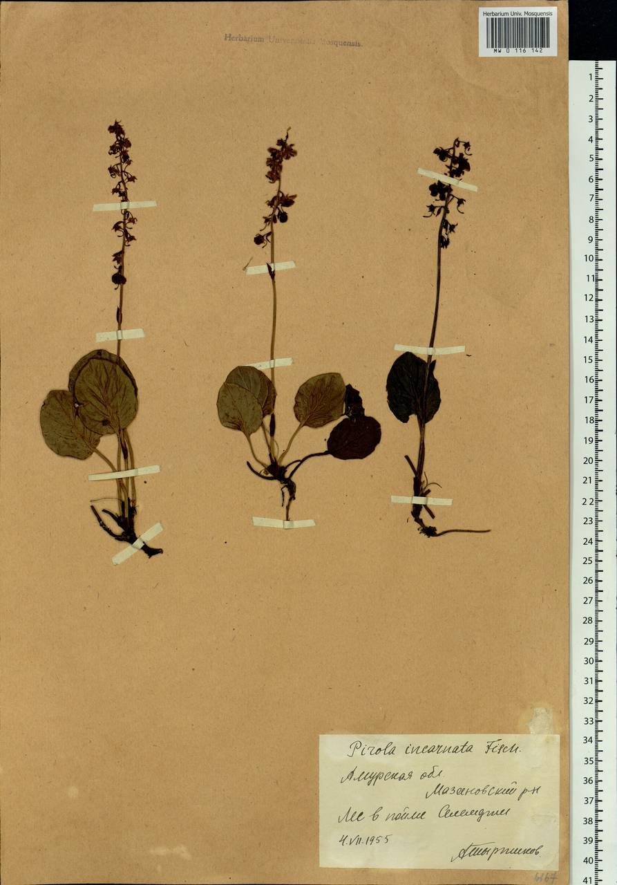 Pyrola asarifolia subsp. incarnata (DC.) A. E. Murray, Сибирь, Дальний Восток (S6) (Россия)