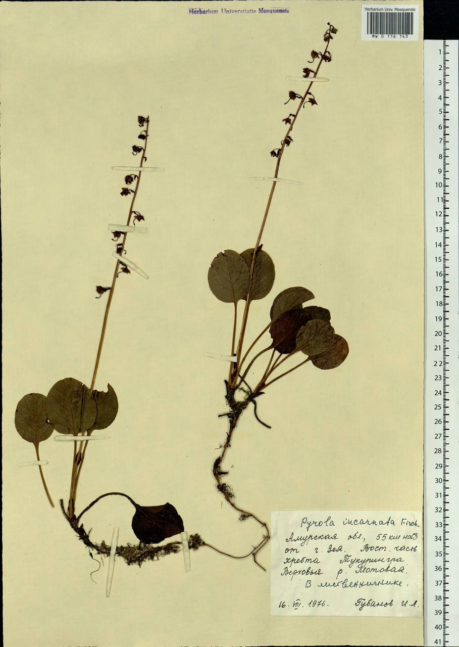 Pyrola asarifolia subsp. incarnata (DC.) A. E. Murray, Сибирь, Дальний Восток (S6) (Россия)