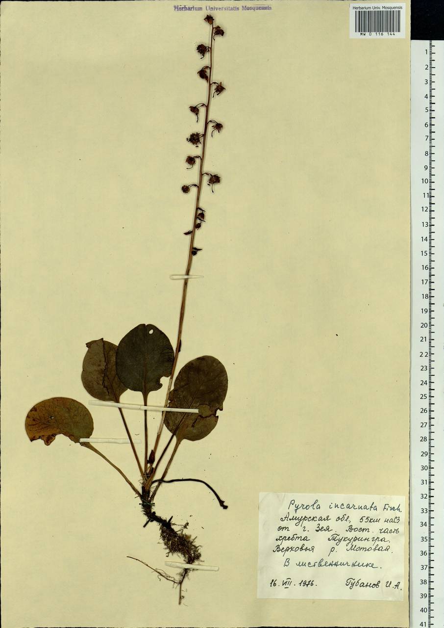 Pyrola asarifolia subsp. incarnata (DC.) A. E. Murray, Сибирь, Дальний Восток (S6) (Россия)