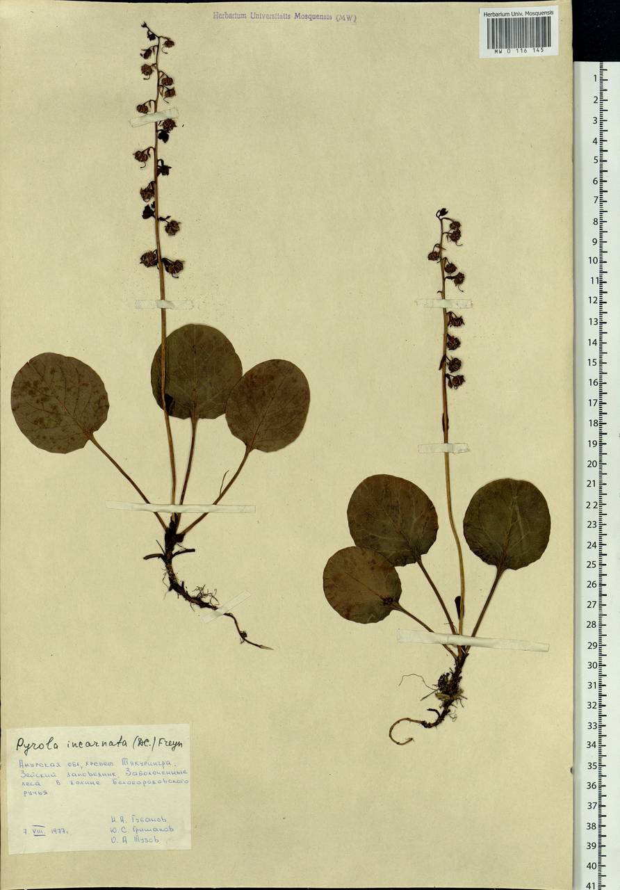 Pyrola asarifolia subsp. incarnata (DC.) A. E. Murray, Сибирь, Дальний Восток (S6) (Россия)