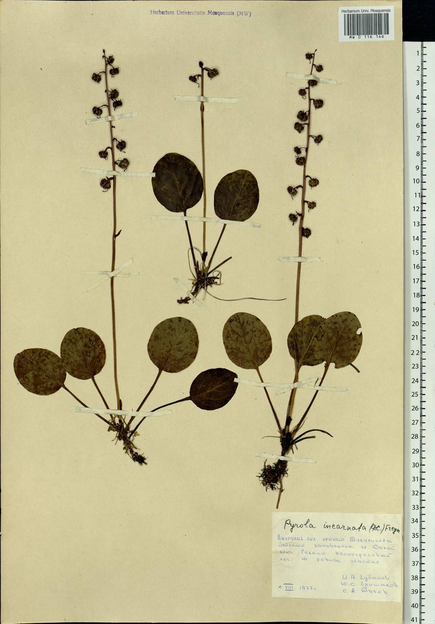 Pyrola asarifolia subsp. incarnata (DC.) A. E. Murray, Сибирь, Дальний Восток (S6) (Россия)