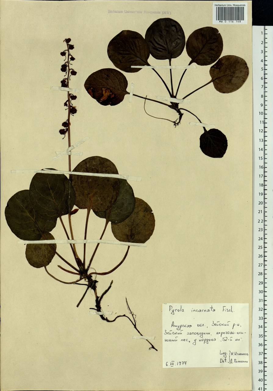 Pyrola asarifolia subsp. incarnata (DC.) A. E. Murray, Сибирь, Дальний Восток (S6) (Россия)