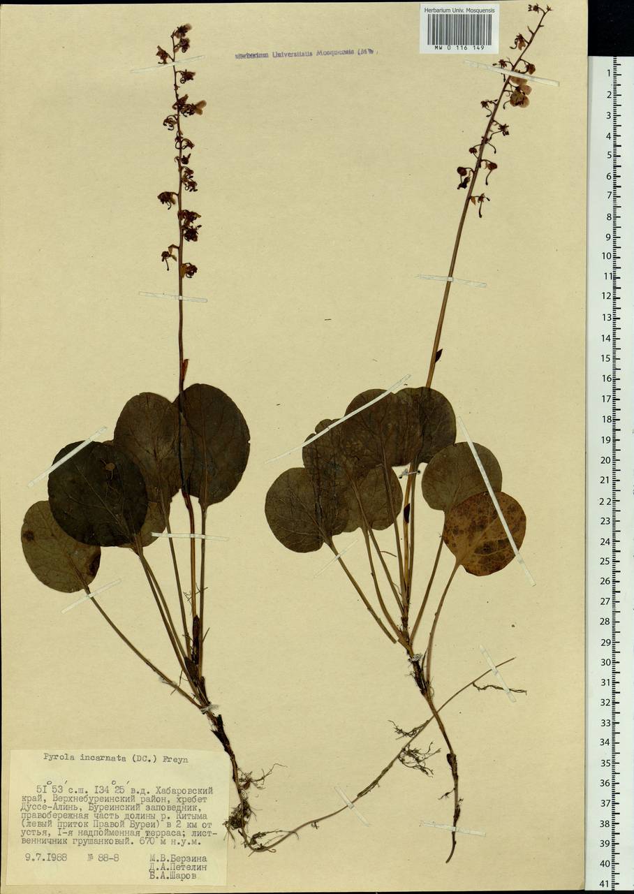 Pyrola asarifolia subsp. incarnata (DC.) A. E. Murray, Сибирь, Дальний Восток (S6) (Россия)