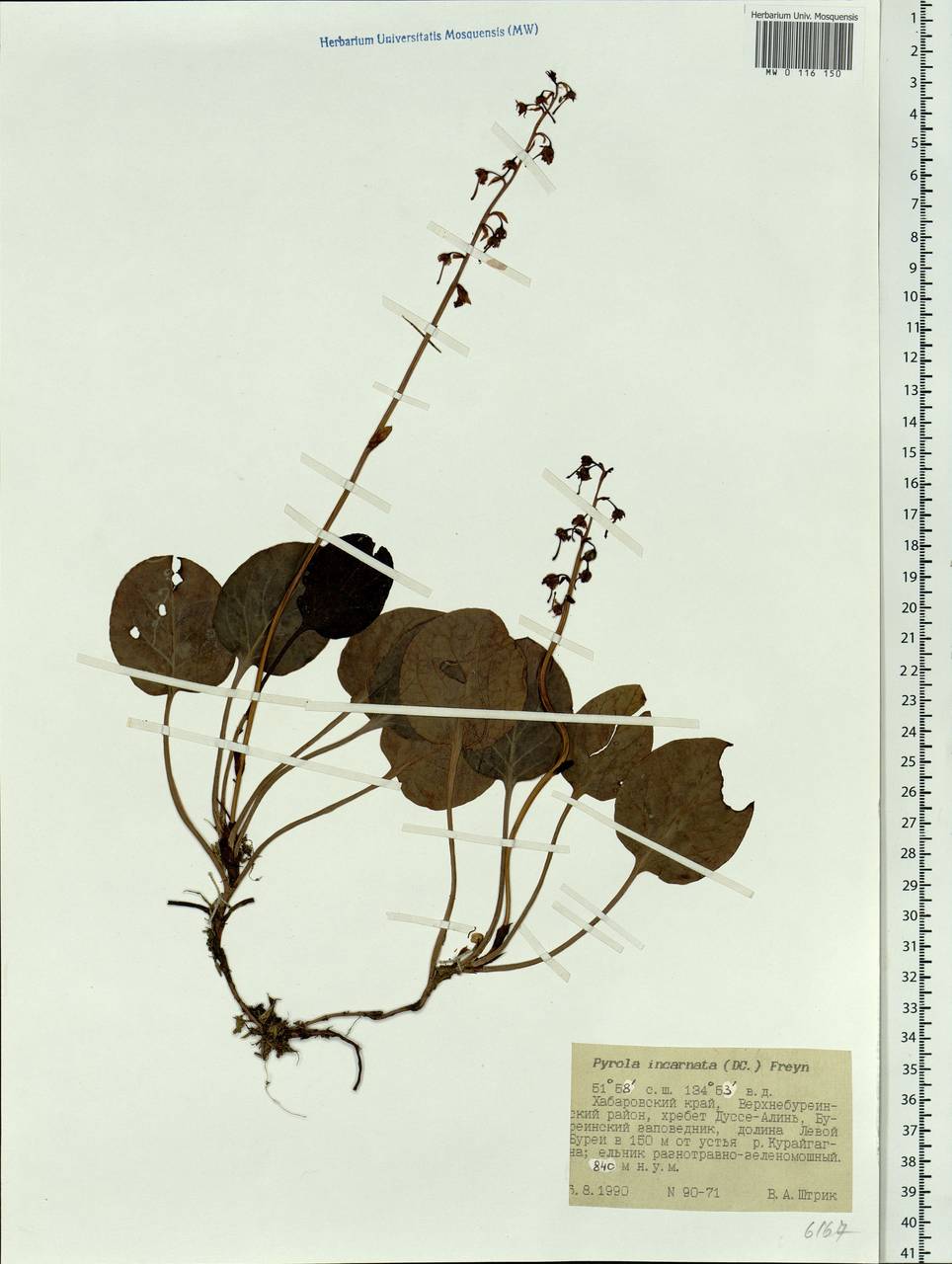 Pyrola asarifolia subsp. incarnata (DC.) A. E. Murray, Сибирь, Дальний Восток (S6) (Россия)