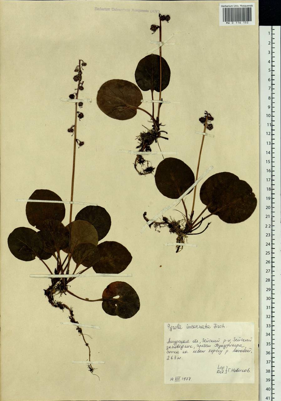 Pyrola asarifolia subsp. incarnata (DC.) A. E. Murray, Сибирь, Дальний Восток (S6) (Россия)