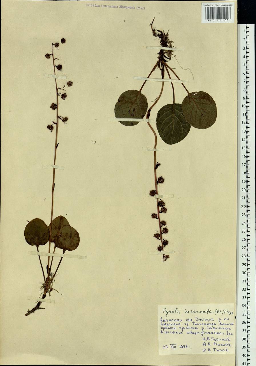 Pyrola asarifolia subsp. incarnata (DC.) A. E. Murray, Сибирь, Дальний Восток (S6) (Россия)