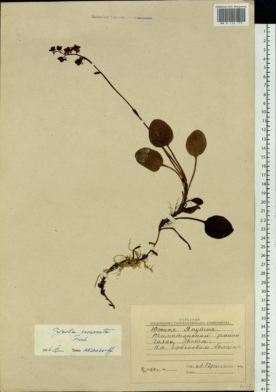 Pyrola asarifolia subsp. incarnata (DC.) A. E. Murray, Сибирь, Якутия (S5) (Россия)