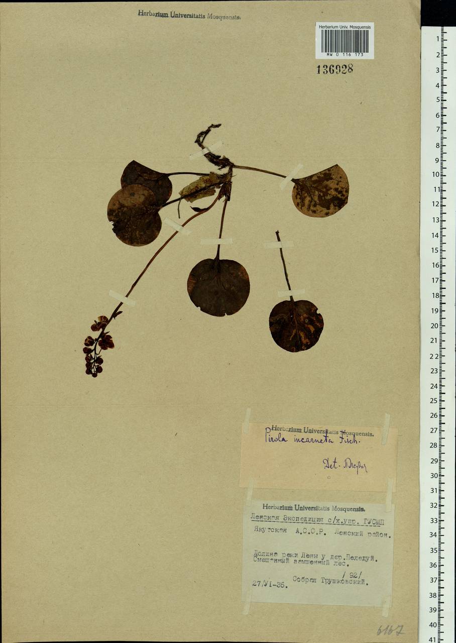 Pyrola asarifolia subsp. incarnata (DC.) A. E. Murray, Сибирь, Якутия (S5) (Россия)