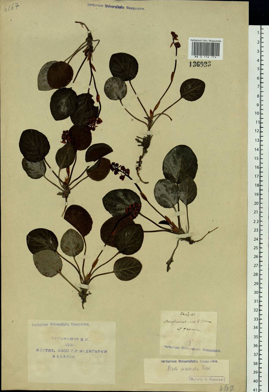Pyrola asarifolia subsp. incarnata (DC.) A. E. Murray, Сибирь, Якутия (S5) (Россия)