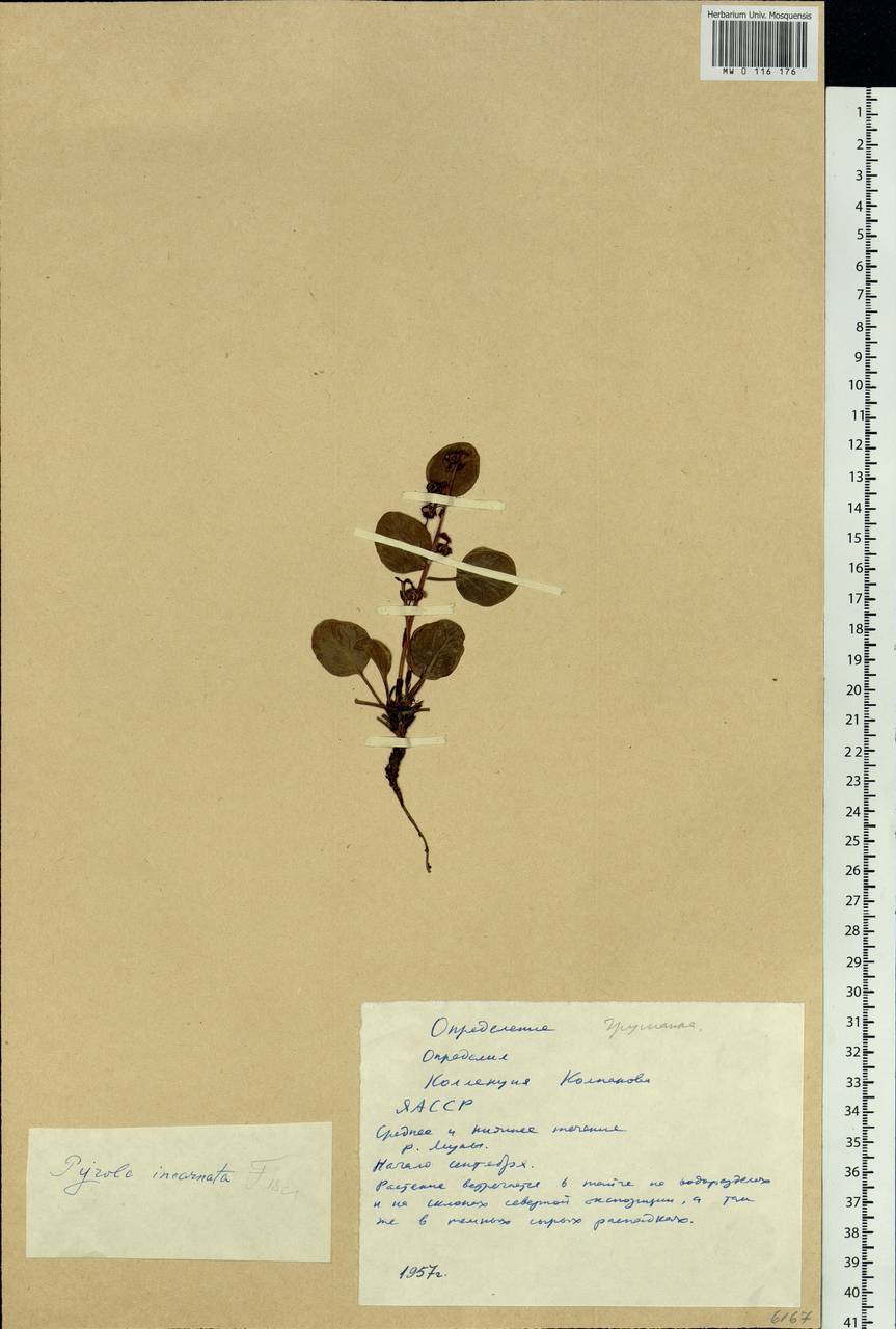 Pyrola asarifolia subsp. incarnata (DC.) A. E. Murray, Сибирь, Якутия (S5) (Россия)
