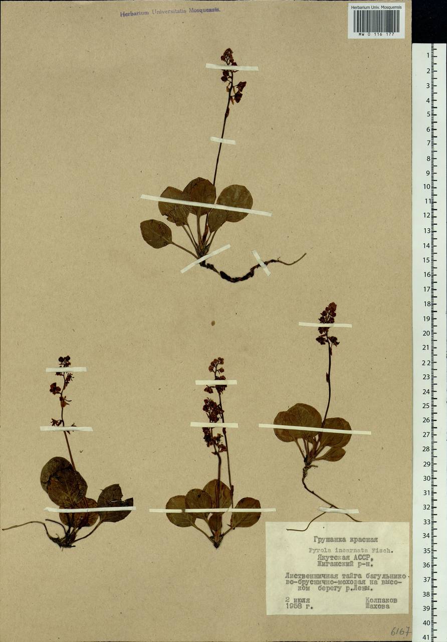 Pyrola asarifolia subsp. incarnata (DC.) A. E. Murray, Сибирь, Якутия (S5) (Россия)