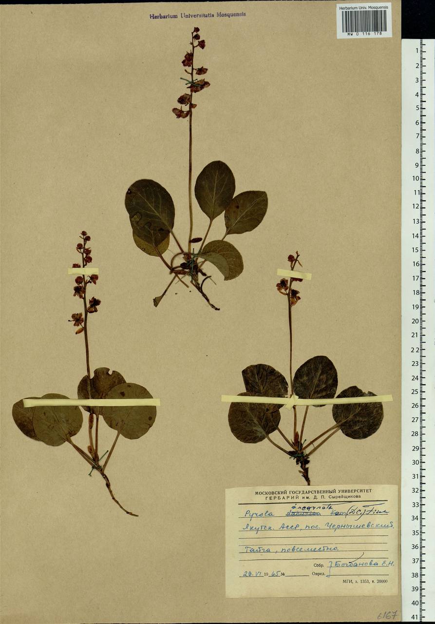 Pyrola asarifolia subsp. incarnata (DC.) A. E. Murray, Сибирь, Якутия (S5) (Россия)