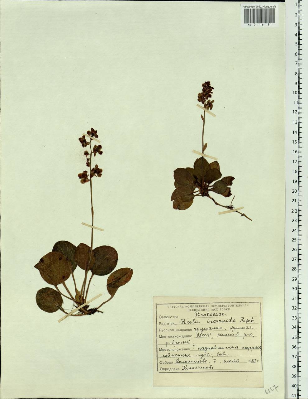 Pyrola asarifolia subsp. incarnata (DC.) A. E. Murray, Сибирь, Якутия (S5) (Россия)