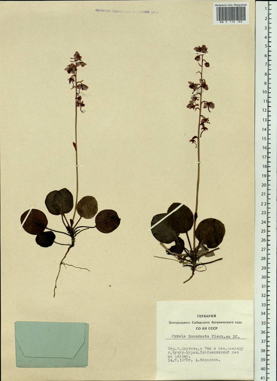 Pyrola asarifolia subsp. incarnata (DC.) A. E. Murray, Сибирь, Якутия (S5) (Россия)