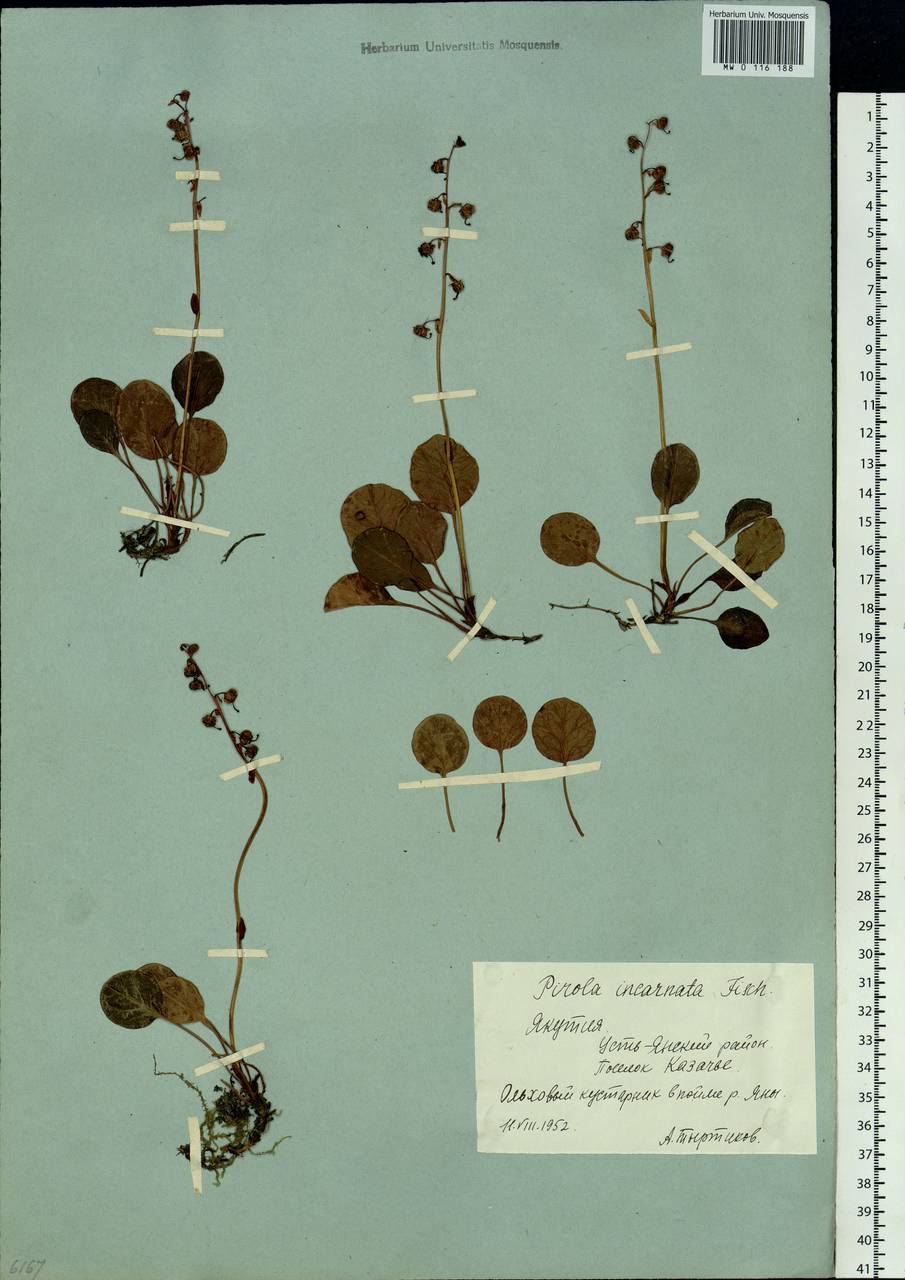 Pyrola asarifolia subsp. incarnata (DC.) A. E. Murray, Сибирь, Якутия (S5) (Россия)