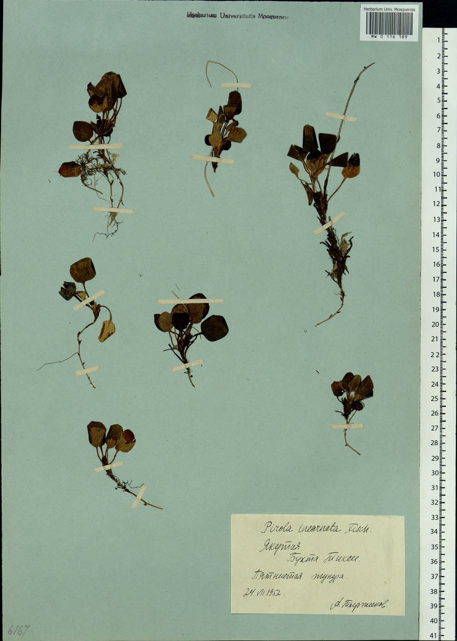 Pyrola asarifolia subsp. incarnata (DC.) A. E. Murray, Сибирь, Якутия (S5) (Россия)