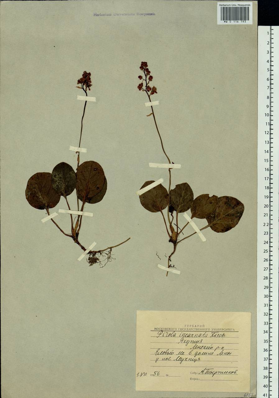 Pyrola asarifolia subsp. incarnata (DC.) A. E. Murray, Сибирь, Якутия (S5) (Россия)