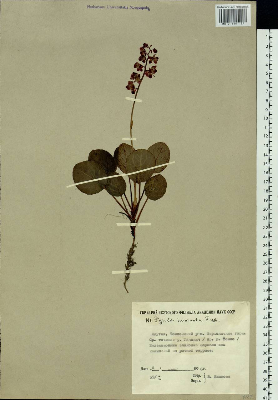 Pyrola asarifolia subsp. incarnata (DC.) A. E. Murray, Сибирь, Якутия (S5) (Россия)