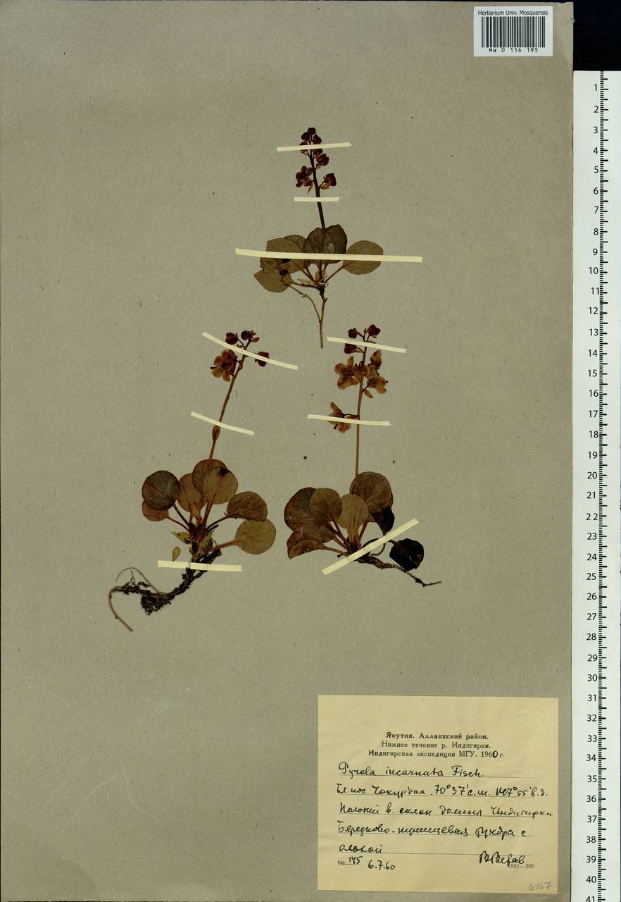 Pyrola asarifolia subsp. incarnata (DC.) A. E. Murray, Сибирь, Якутия (S5) (Россия)