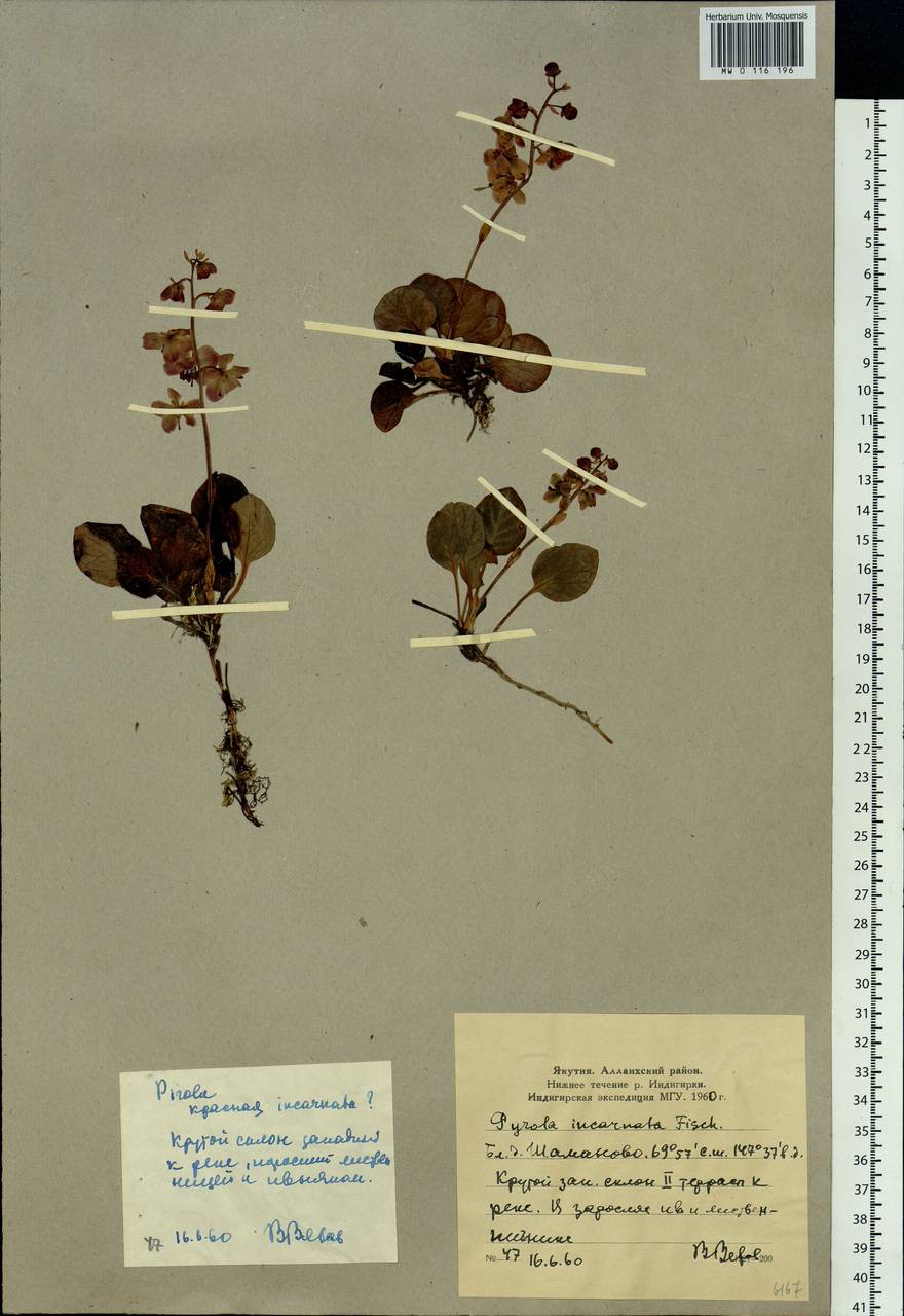 Pyrola asarifolia subsp. incarnata (DC.) A. E. Murray, Сибирь, Якутия (S5) (Россия)