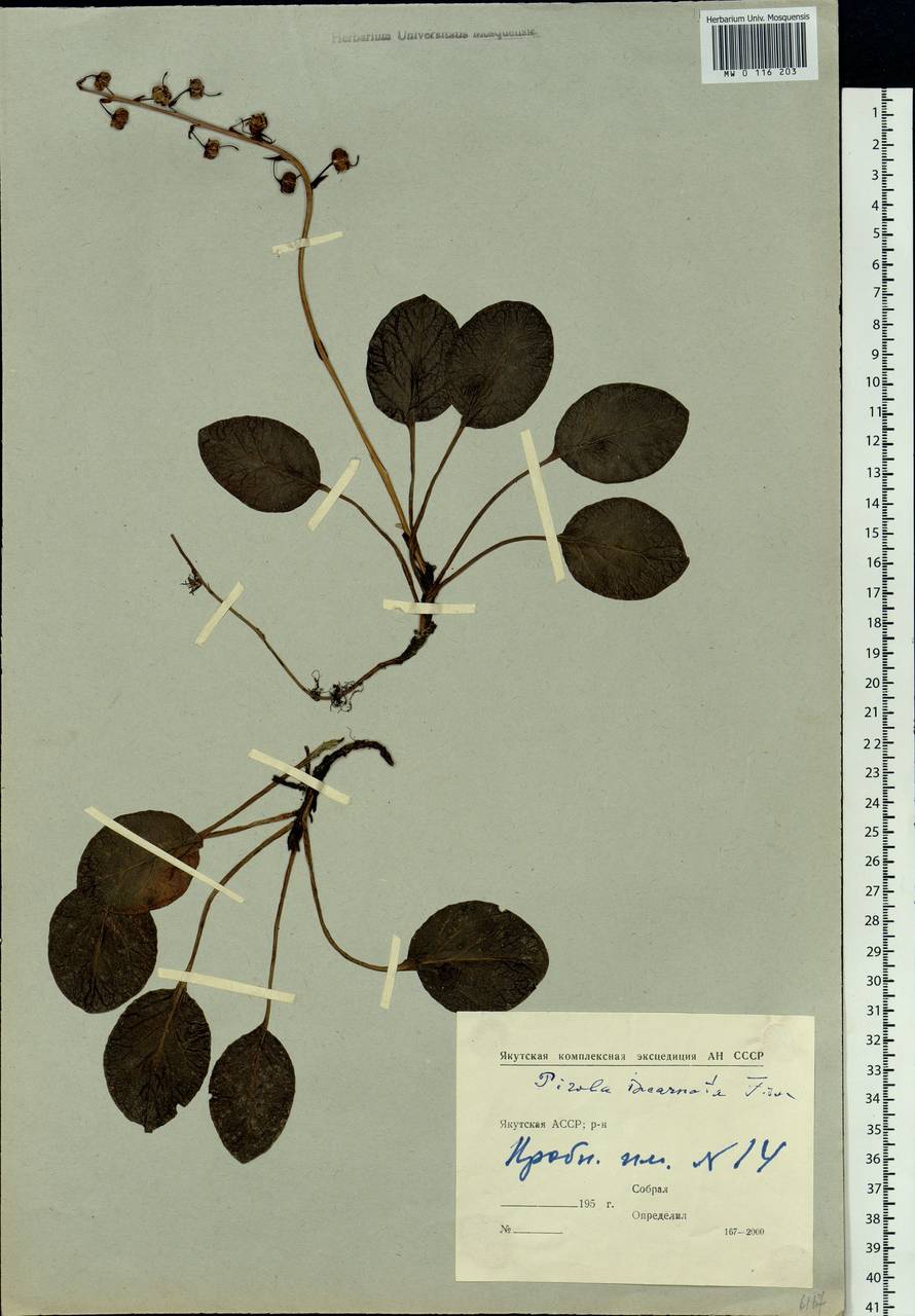 Pyrola asarifolia subsp. incarnata (DC.) A. E. Murray, Сибирь, Якутия (S5) (Россия)