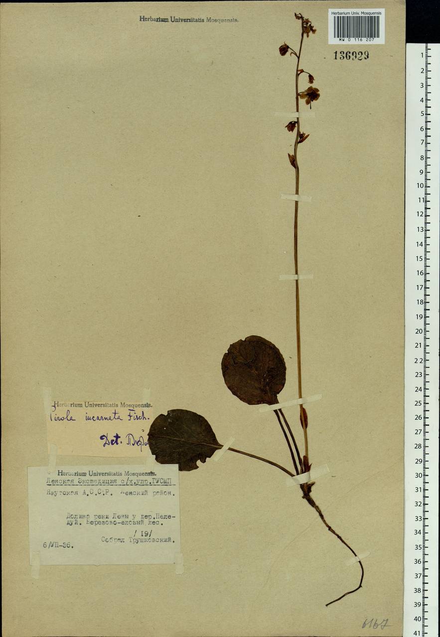 Pyrola asarifolia subsp. incarnata (DC.) A. E. Murray, Сибирь, Якутия (S5) (Россия)