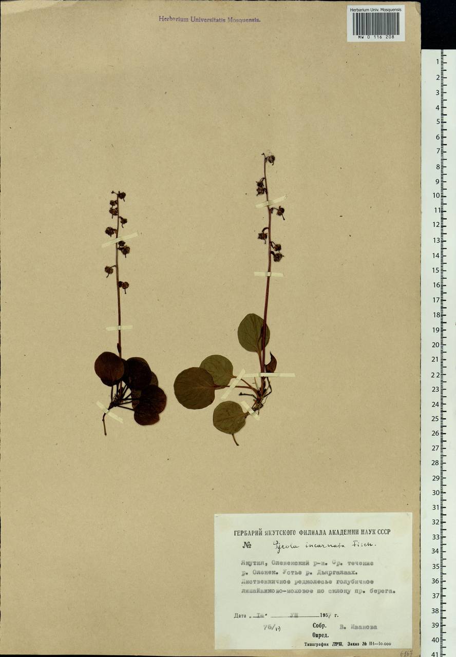 Pyrola asarifolia subsp. incarnata (DC.) A. E. Murray, Сибирь, Якутия (S5) (Россия)