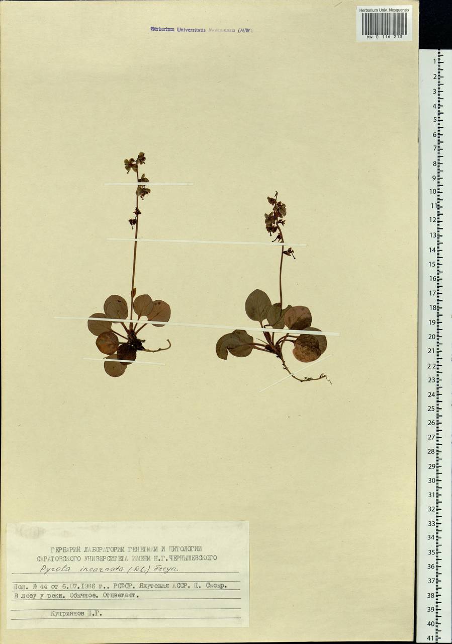 Pyrola asarifolia subsp. incarnata (DC.) A. E. Murray, Сибирь, Якутия (S5) (Россия)