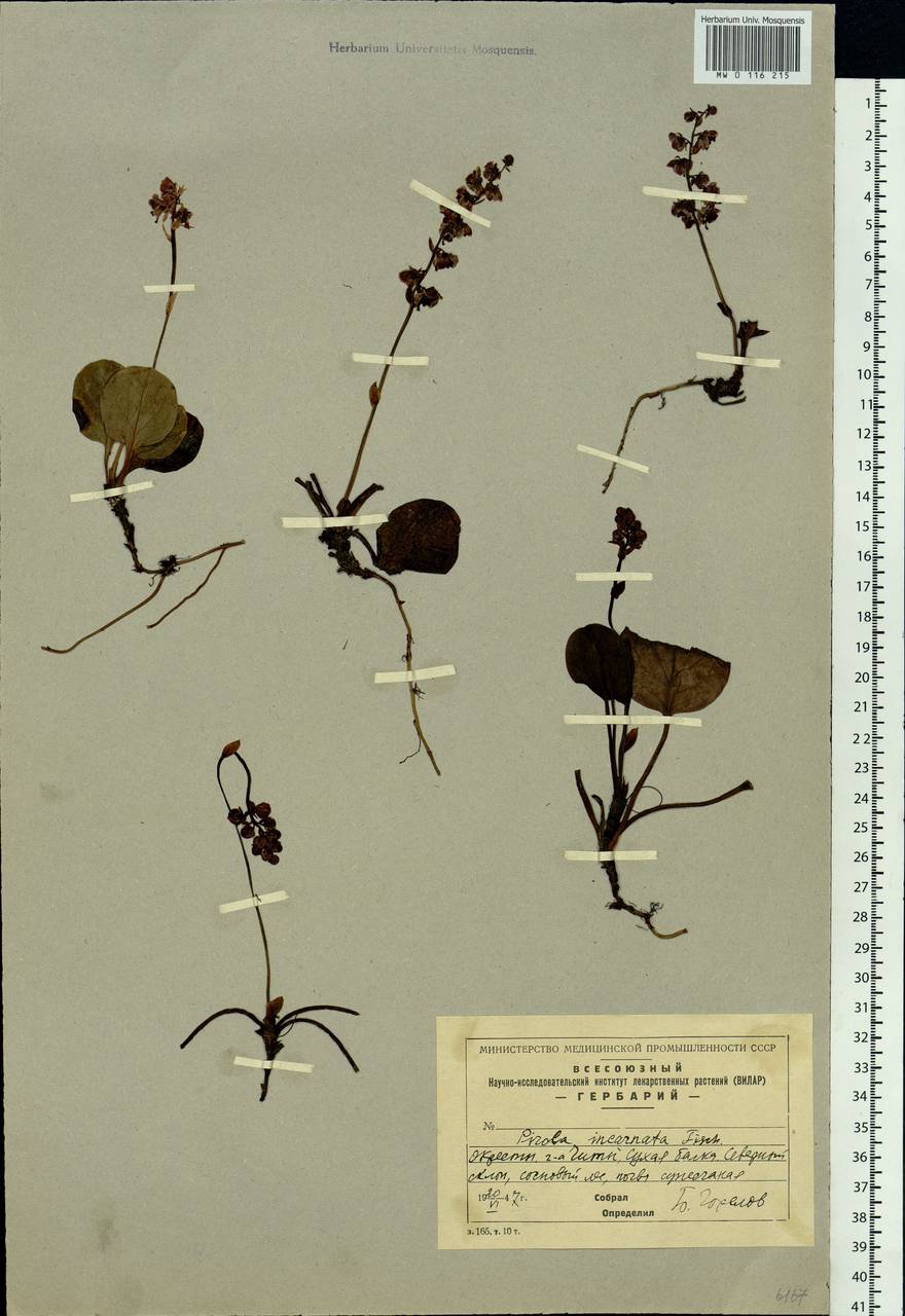 Pyrola asarifolia subsp. incarnata (DC.) A. E. Murray, Сибирь, Прибайкалье и Забайкалье (S4) (Россия)