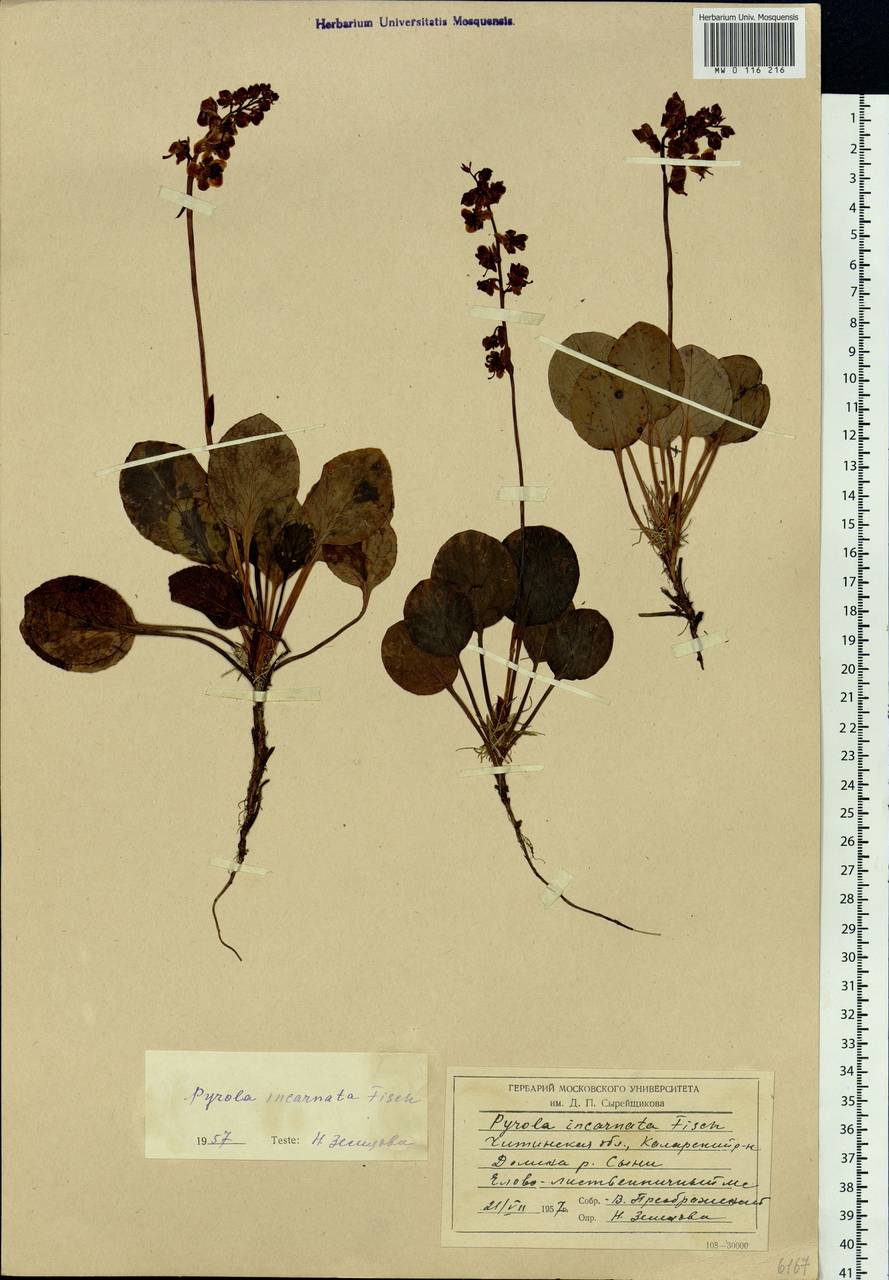 Pyrola asarifolia subsp. incarnata (DC.) A. E. Murray, Сибирь, Прибайкалье и Забайкалье (S4) (Россия)